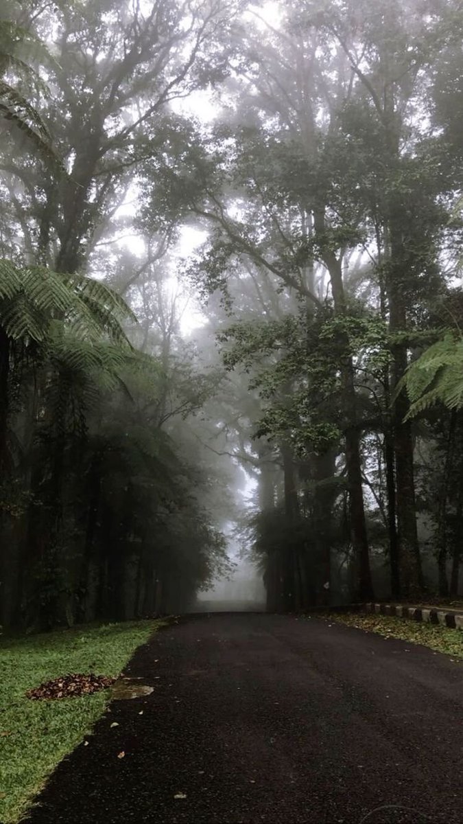 elemmiressoul's tweet photo. foggy forest. https://t.co/lK0uG6clGX