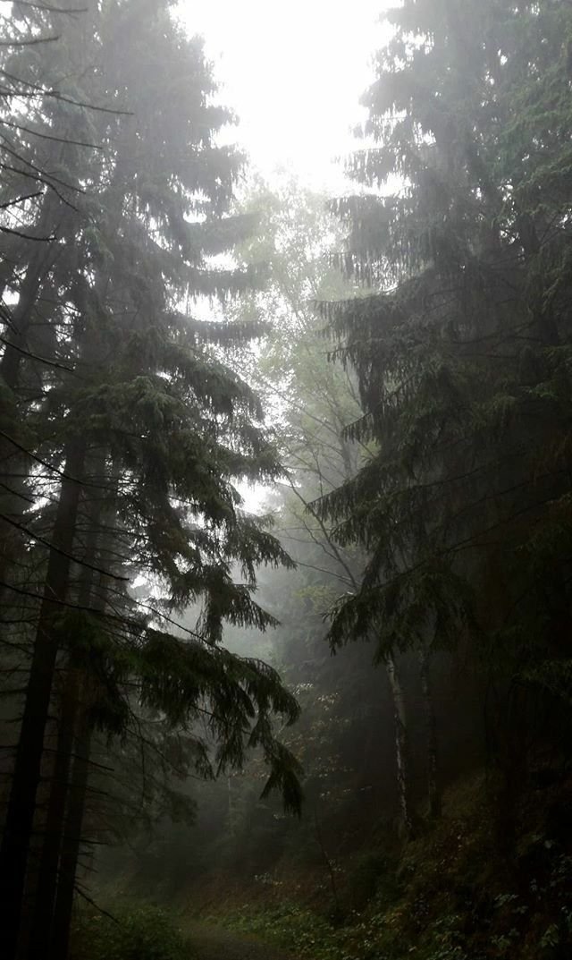 elemmiressoul's tweet photo. foggy forest. https://t.co/lK0uG6clGX
