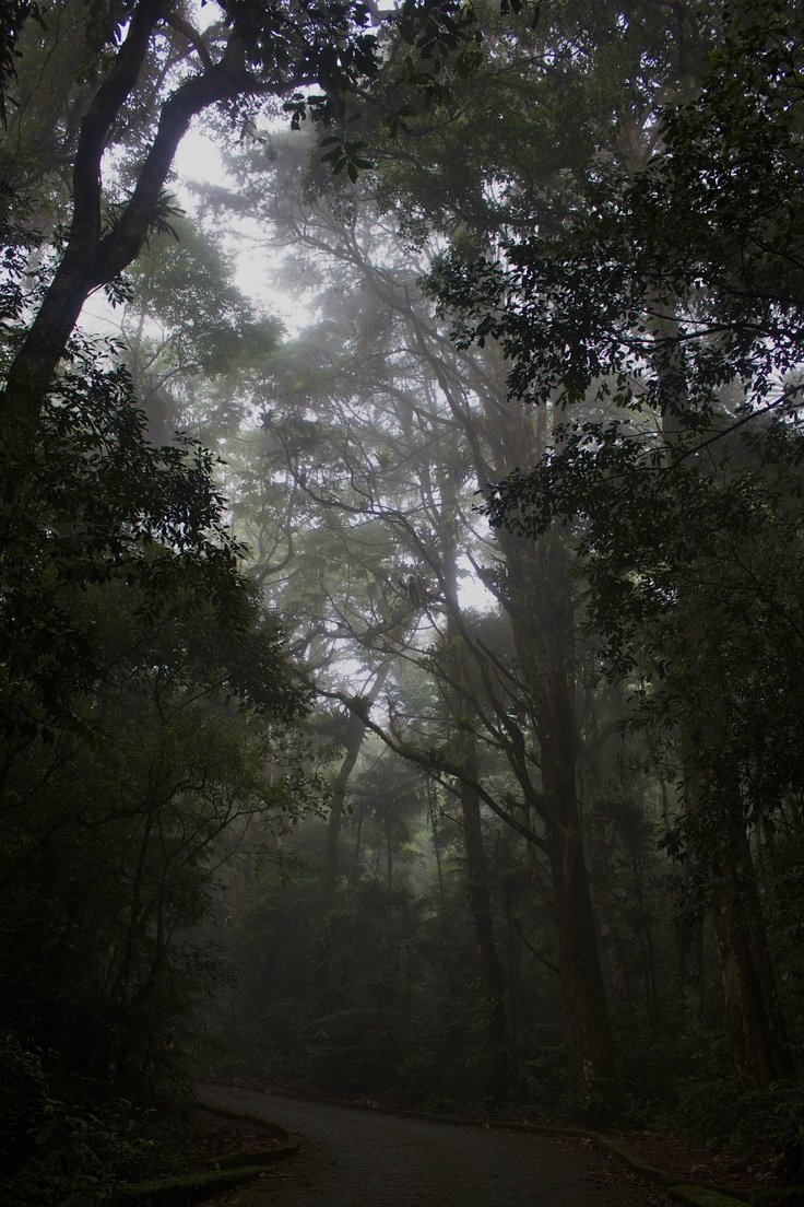 elemmiressoul's tweet photo. foggy forest. https://t.co/lK0uG6clGX