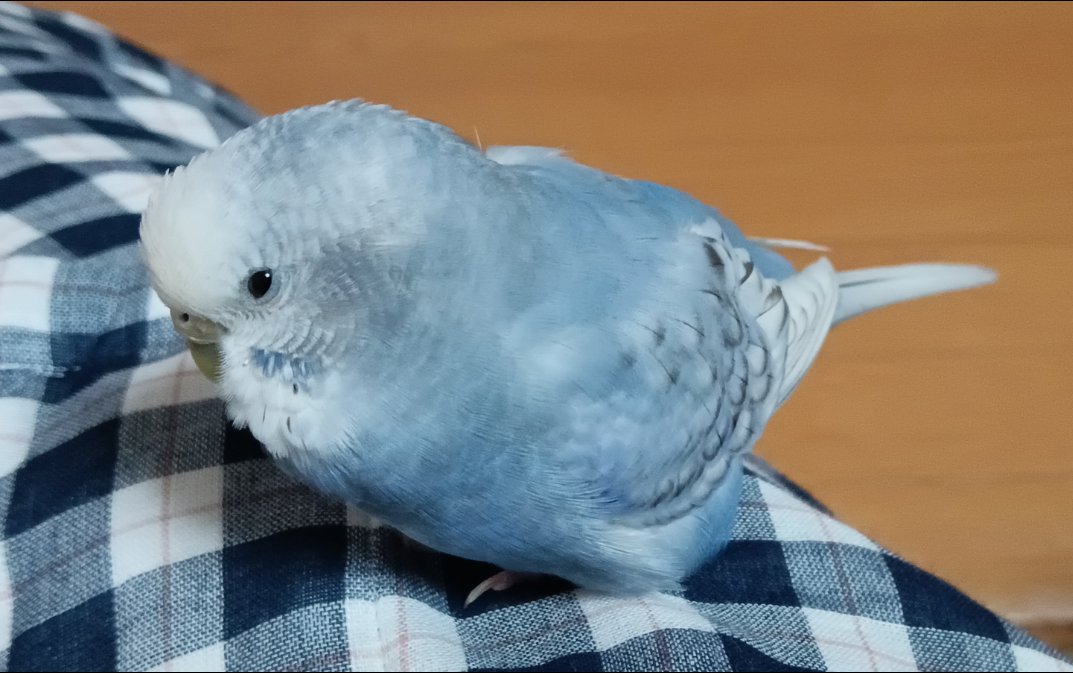 lost1nko's tweet photo. 【拡散希望】セキセイインコを探しています
■日時：2026年9月26日 12時頃
■場所：兵庫県姫路市六角
■種類：セキセイインコ
■色：頭が白色、体が淡いブルーグレー色
■性別・年齢：メス・6才半 https://t.co/AX8rRSzOed