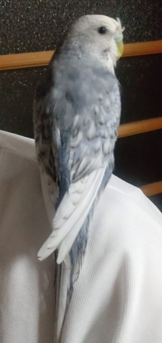 lost1nko's tweet photo. 【拡散希望】セキセイインコを探しています
■日時：2026年9月26日 12時頃
■場所：兵庫県姫路市六角
■種類：セキセイインコ
■色：頭が白色、体が淡いブルーグレー色
■性別・年齢：メス・6才半 https://t.co/AX8rRSzOed