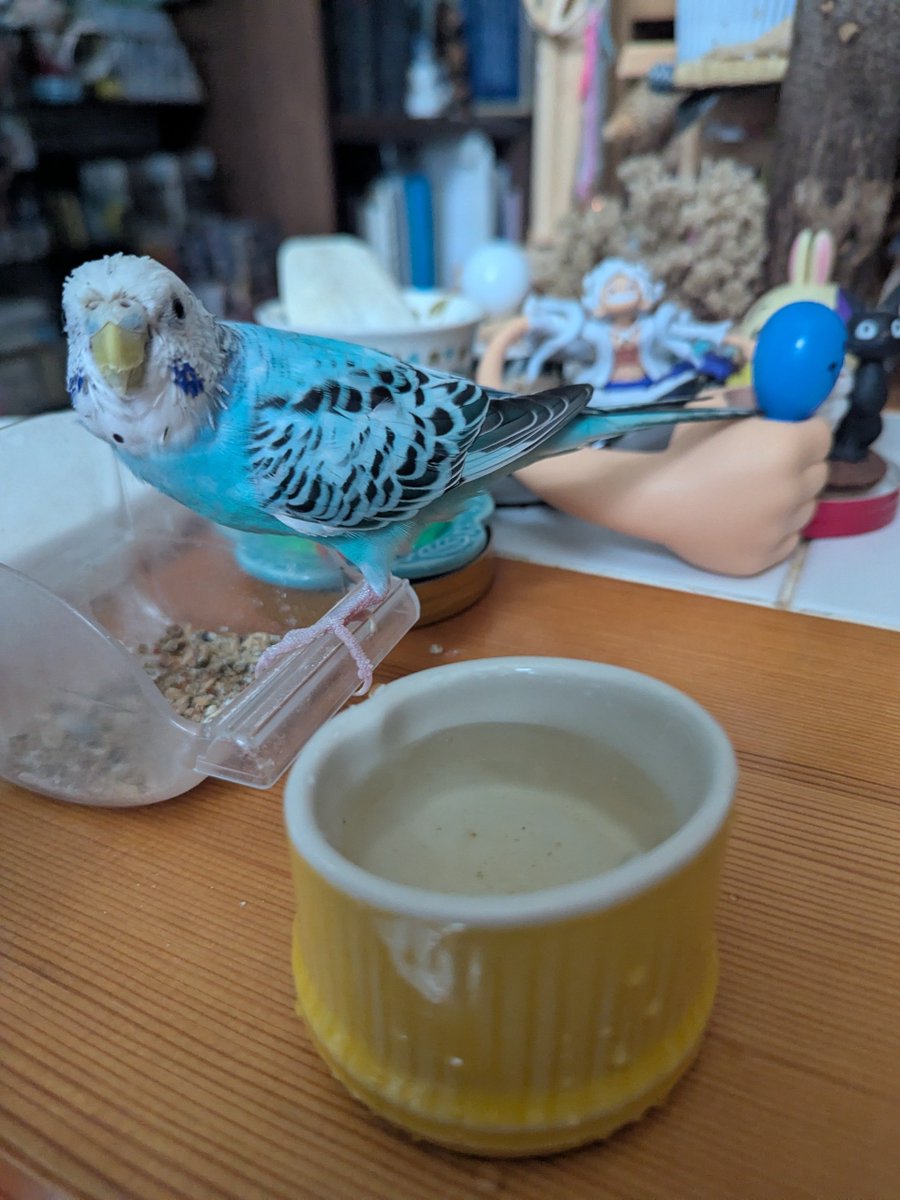 umikuma758's tweet photo. 『待って』ができる鳥さん🐻🌾🐦
今朝のMOGMOG、可愛いね🫰😊 https://t.co/X30dmPmsTZ