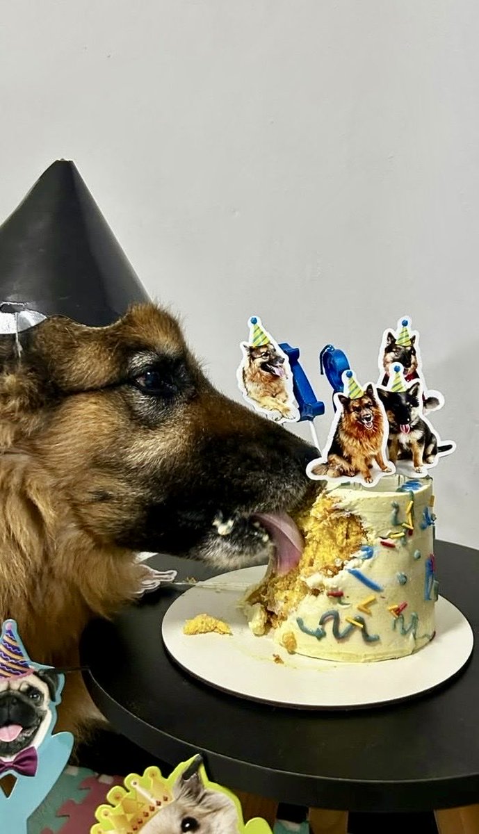 Lanna_S's tweet photo. Assunto sério aqui: 13 anos de Bruce ❤️ (é tudo feito pra cachorro) https://t.co/LiCOwohCMg