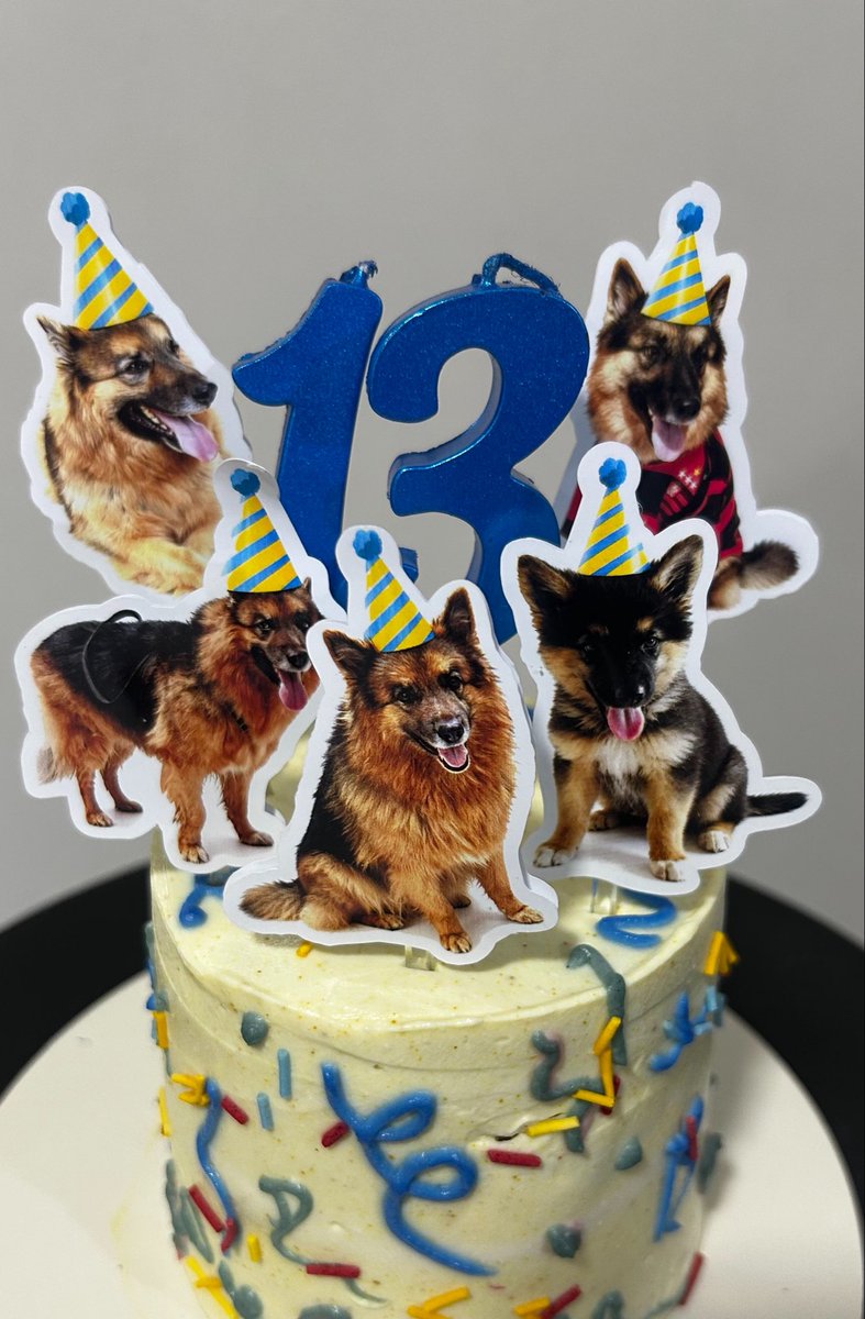 Lanna_S's tweet photo. Assunto sério aqui: 13 anos de Bruce ❤️ (é tudo feito pra cachorro) https://t.co/LiCOwohCMg