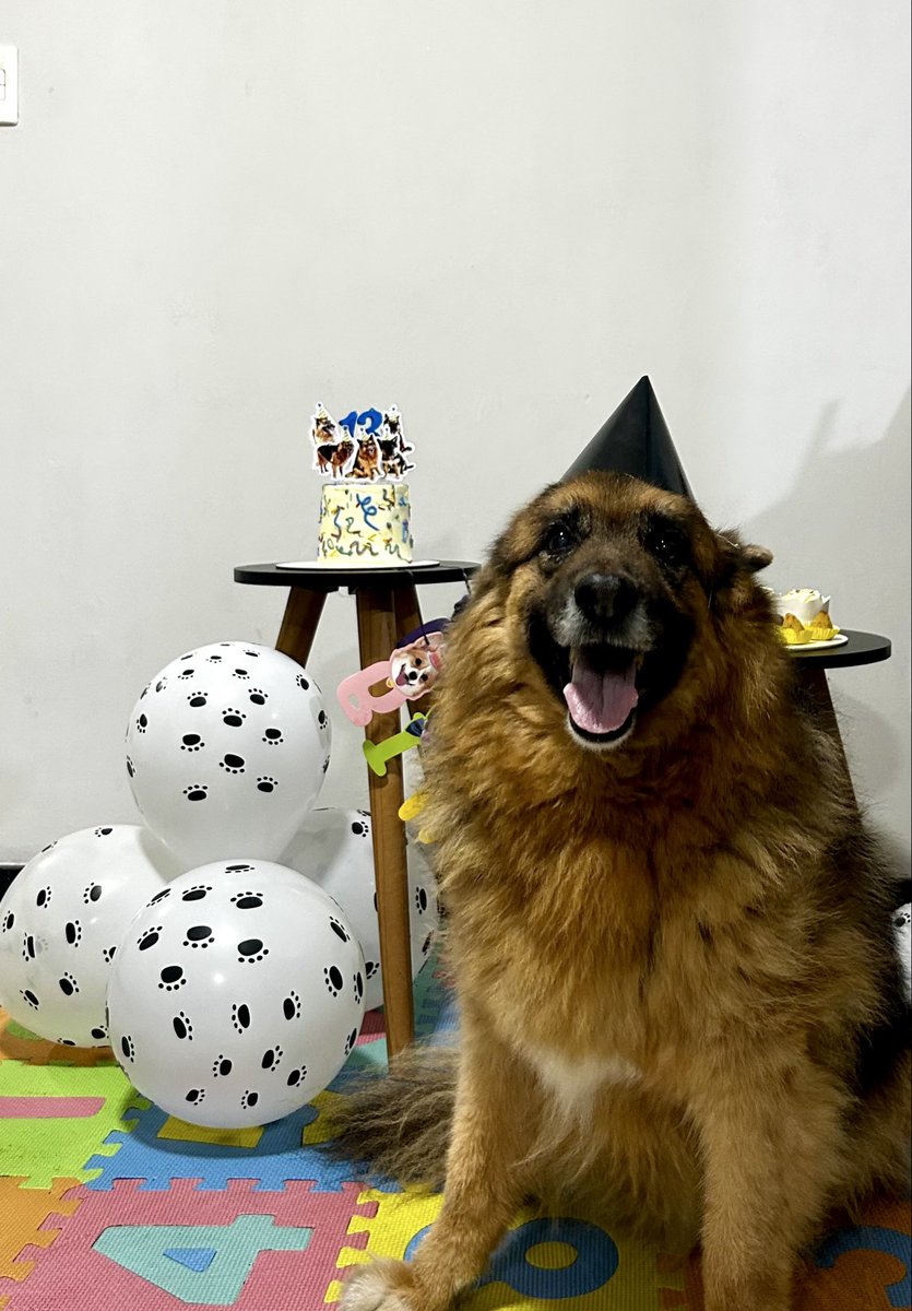 Lanna_S's tweet photo. Assunto sério aqui: 13 anos de Bruce ❤️ (é tudo feito pra cachorro) https://t.co/LiCOwohCMg
