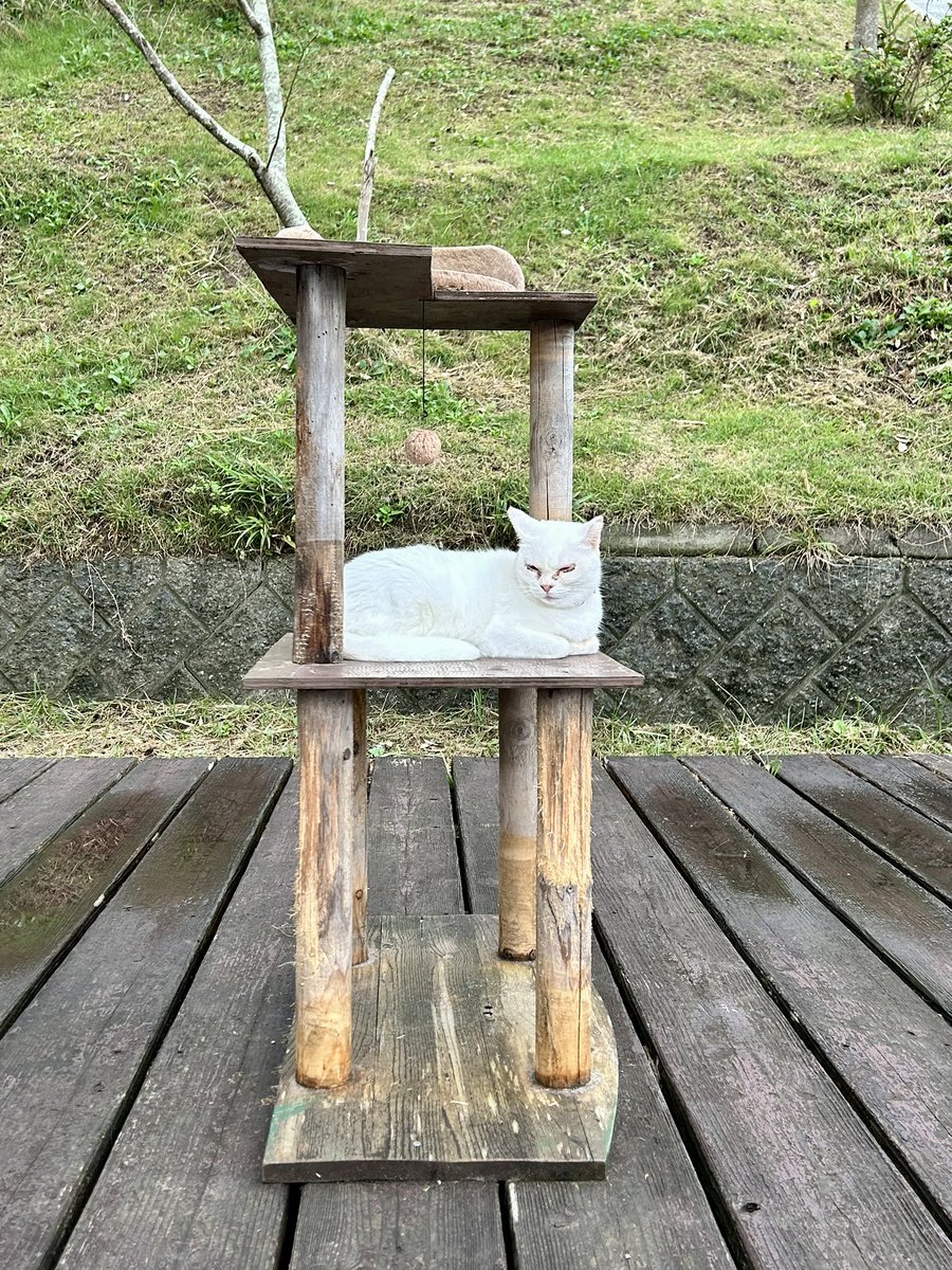 bon_kinen's tweet photo. おはにゃん😸
わーい😆母さん帰ってきたにゃ✨一緒に寝るにゃ🥰💕🐾白兎神社にしろネコさん居たにゃ？👀 https://t.co/LEn9cS22JB