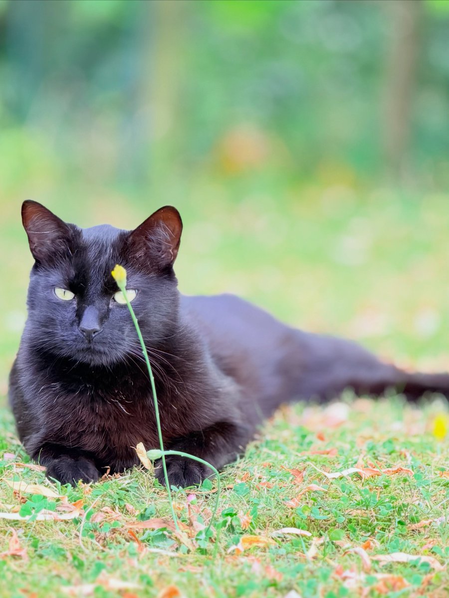 LoreeMarshfqtr's tweet photo. My lovely cat https://t.co/5drIriADbH