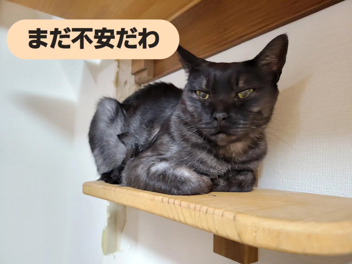 hamao0624's tweet photo. 7月25日からホームステイしていたボンちゃん
満を持してるーむに帰還！
素敵なご縁に恵まれますように
#保護猫譲渡るーむ #��ラックスモーク #里親募集中 https://t.co/av3apCgf2N