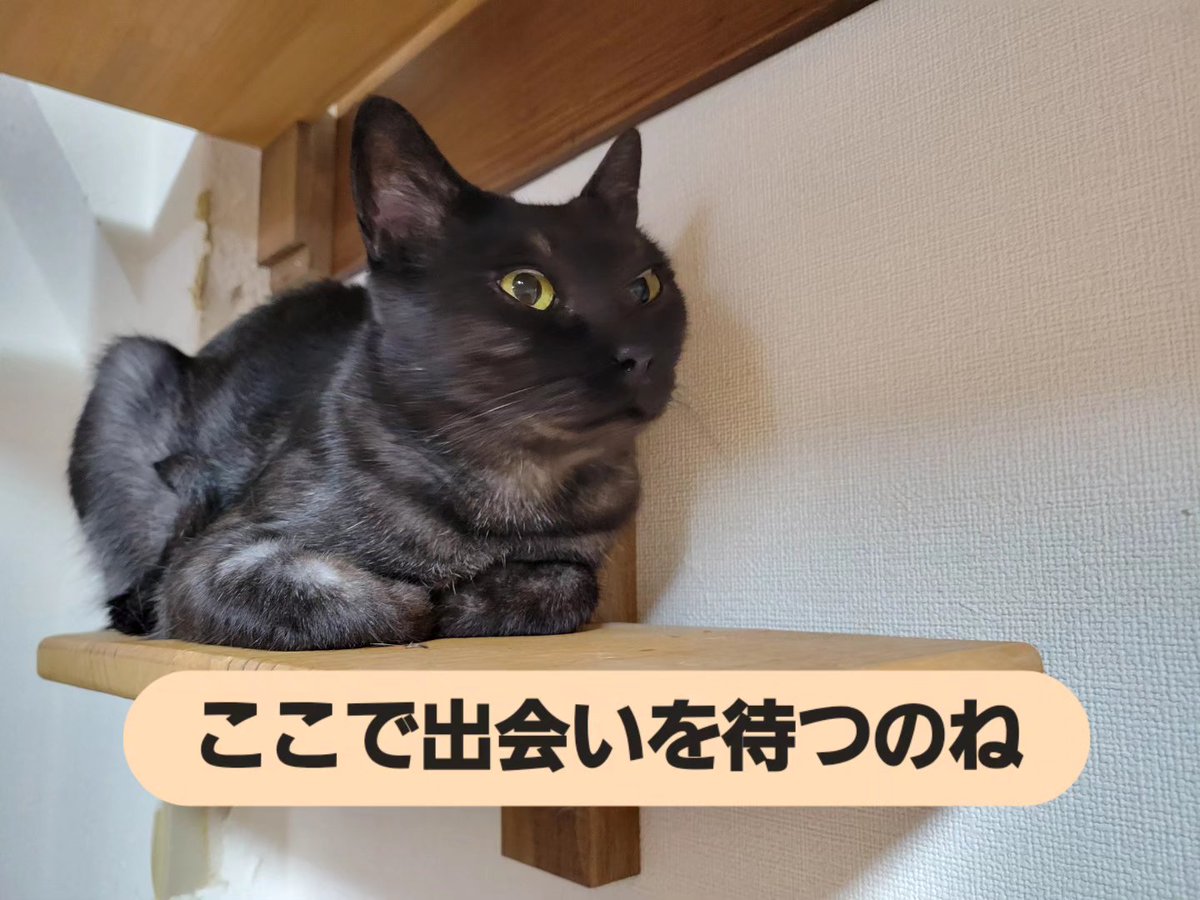 hamao0624's tweet photo. 7月25日からホームステイしていたボンちゃん
満を持してるーむに帰還！
素敵なご縁に恵まれますように
#保護猫譲渡るーむ #��ラックスモーク #里親募集中 https://t.co/av3apCgf2N