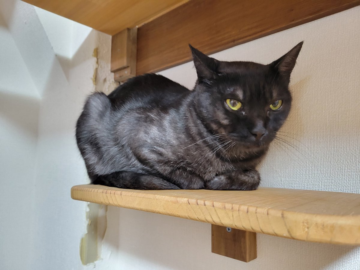 hamao0624's tweet photo. 7月25日からホームステイしていたボンちゃん
満を持してるーむに帰還！
素敵なご縁に恵まれますように
#保護猫譲渡るーむ #��ラックスモーク #里親募集中 https://t.co/av3apCgf2N