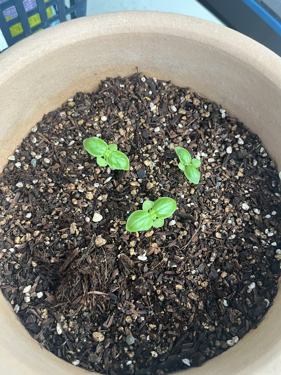 nord_sub_'s tweet photo. 18日芽🌱
真ん中からまた小さい葉っぱが出てきた
新芽だ👀
#バジル成長日記 https://t.co/3nKqVxnABE