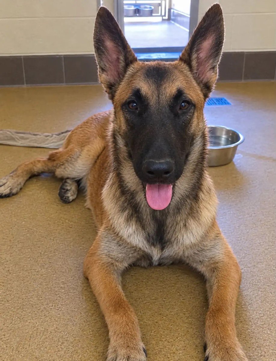 LilaFlw's tweet photo. I swear this+other SoCal shelters have more mal/shepherds any given moment than ALL SHELTERS in my state COMBINED get in 1-2 YEARS😳

If u want a mal puppy, pls consider OUT-OF-STATE adopt! Even crosscountry costs a FRACTION of how much it is from breeder!

Belgie #ID260904 #AVAS https://t.co/1t0bioCVyd