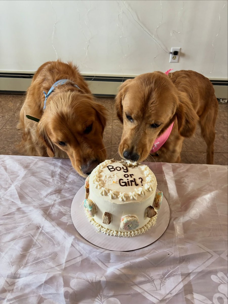 StaceeAlph8mjh's tweet photo. So excited to meet our baby girl 🎀

A huge thank you to @charlies_bakeshop for creating the perfect gender-reveal cake for our fur babies 🩷 https://t.co/FvhEGEQGjS