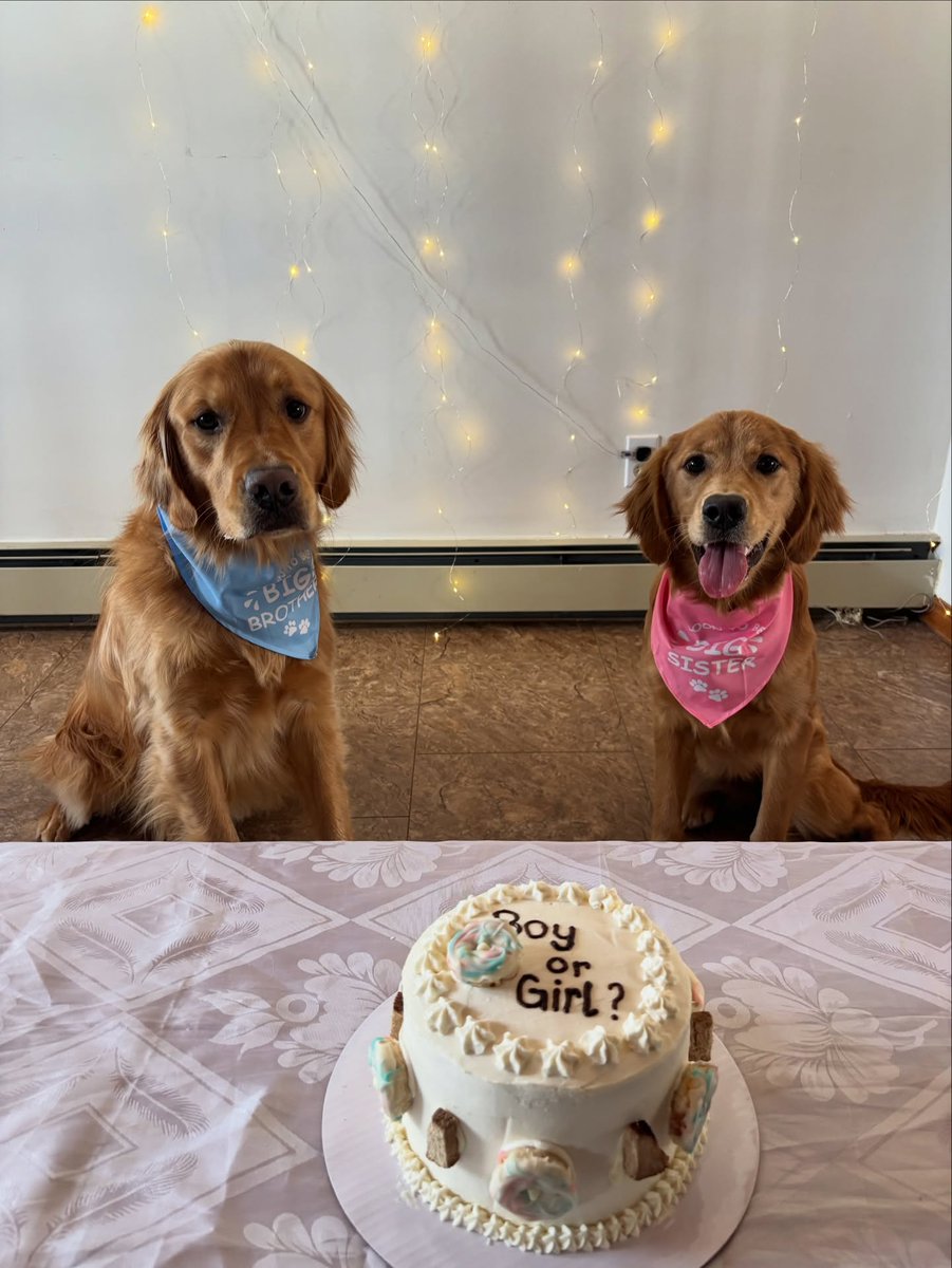 StaceeAlph8mjh's tweet photo. So excited to meet our baby girl 🎀

A huge thank you to @charlies_bakeshop for creating the perfect gender-reveal cake for our fur babies 🩷 https://t.co/FvhEGEQGjS