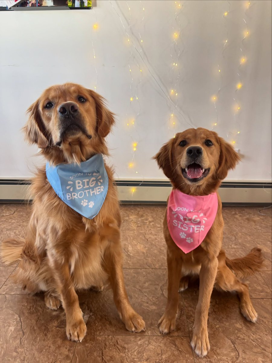StaceeAlph8mjh's tweet photo. So excited to meet our baby girl 🎀

A huge thank you to @charlies_bakeshop for creating the perfect gender-reveal cake for our fur babies 🩷 https://t.co/FvhEGEQGjS