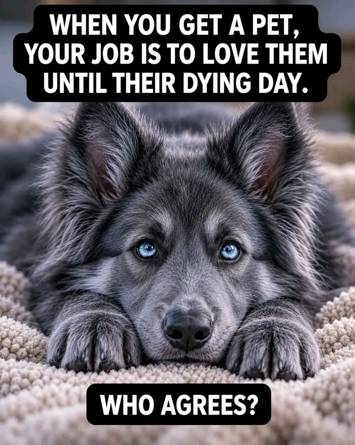 PawShield_'s tweet photo. https://t.co/iP8YuX3Gsx