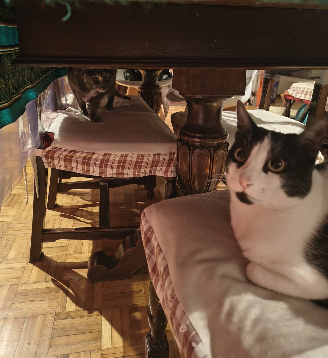 sourcherrymemo's tweet photo. hubo juntada de chicas lindas abajo de la mesa y no avisaron https://t.co/egfzXTqqrj