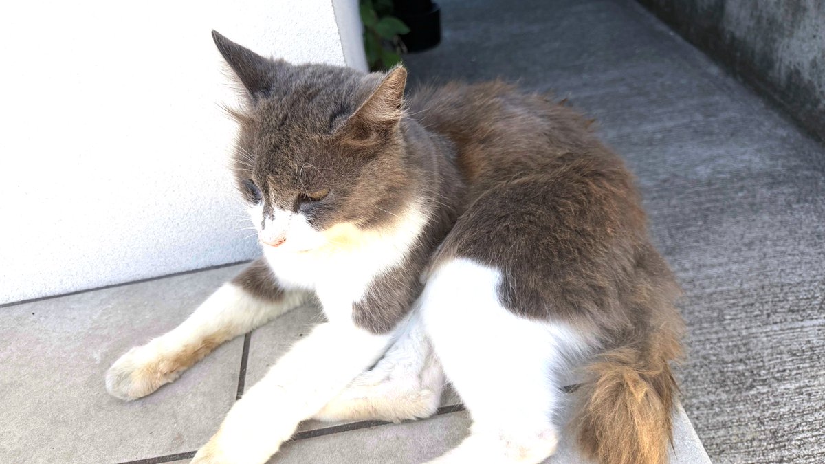 anzuch1120's tweet photo. おはようございます😀
みなさんは犬派？猫派？
飼ったことがあるペットをコメントで教えて💕

If you had to choose between dogs and cats, which do you prefer?
Tell me in the comments what pets you've had! 💕

#ペット
#猫好きな人と繋がりたい
#犬好きさんと繋がりたい https://t.co/sH3EuCf3m8