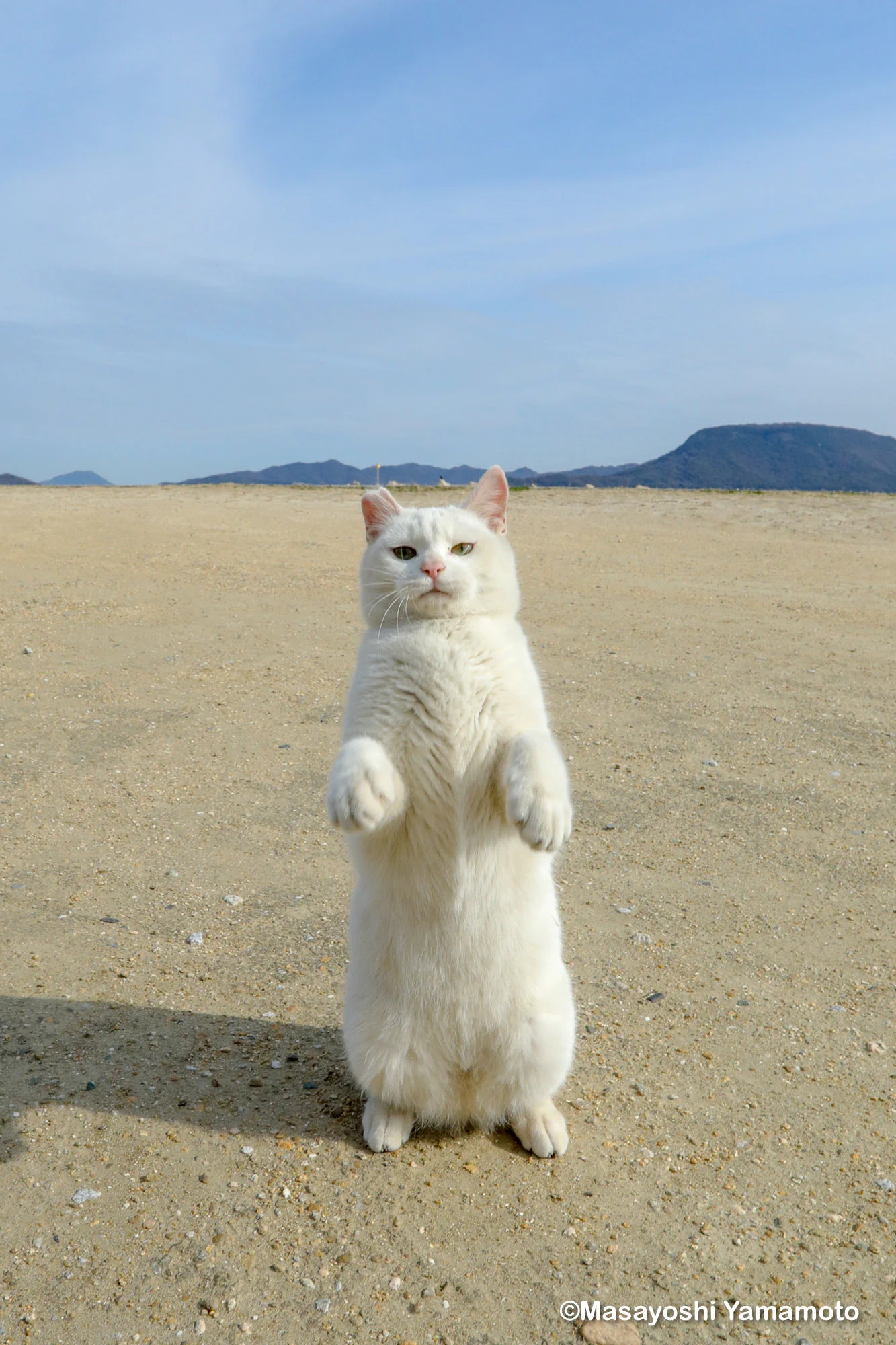︎山本 正義 (Masayoshi Yamamoto)立ち猫®︎ on X: 