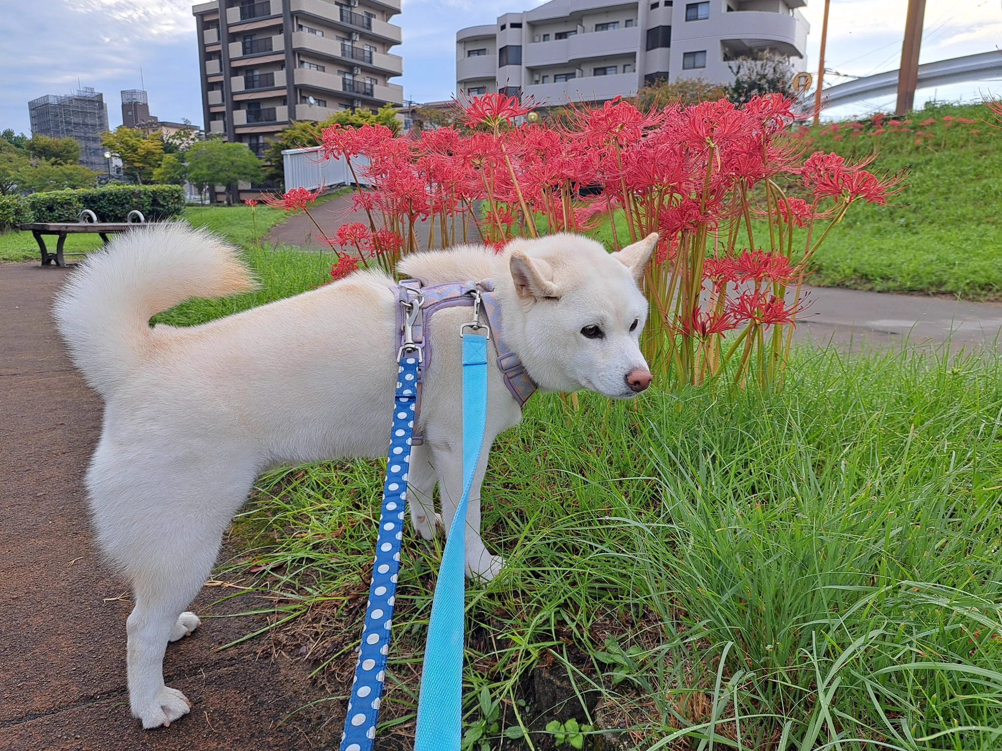 にっぴい on X: 