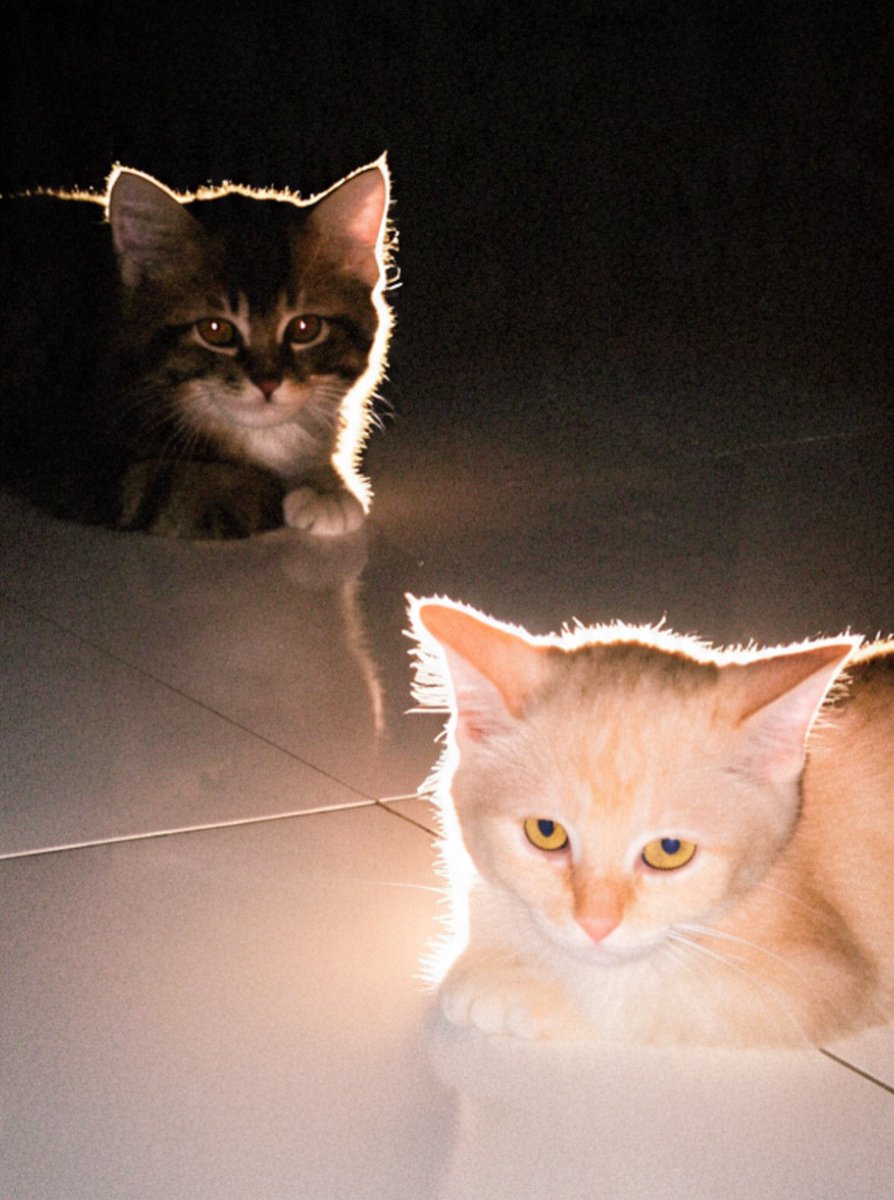 DeniceStright's tweet photo. Throwback 🥹 I had to use AI to restore this low-quality photo, but it changed Iput’s eyes from blue to yellow 😂 https://t.co/ezX1199zlu