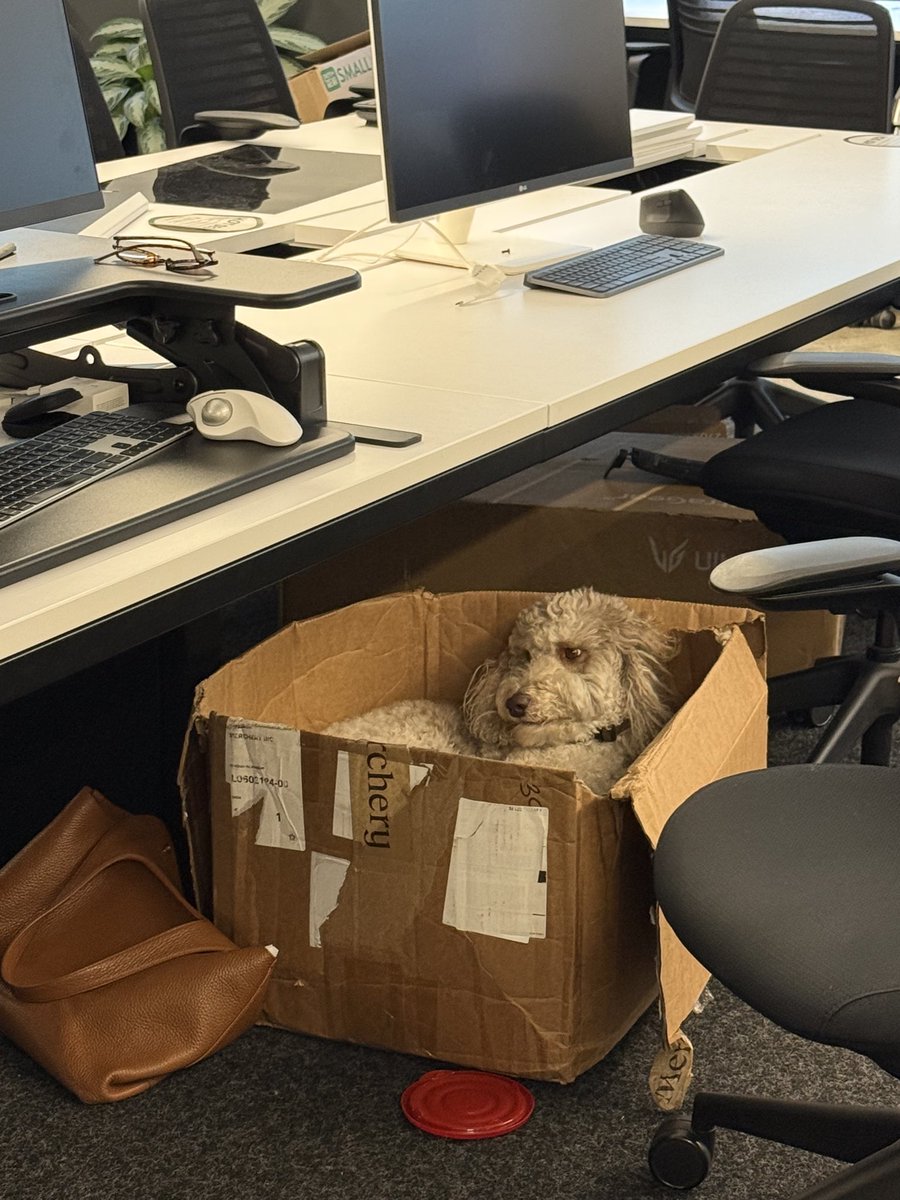 ohh_susannah's tweet photo. @ThePeterMick Wagyu (chief barkitect @kepler_ai_hq) still does. however. he also sleeps in a box. https://t.co/rtx3Q8kpSf