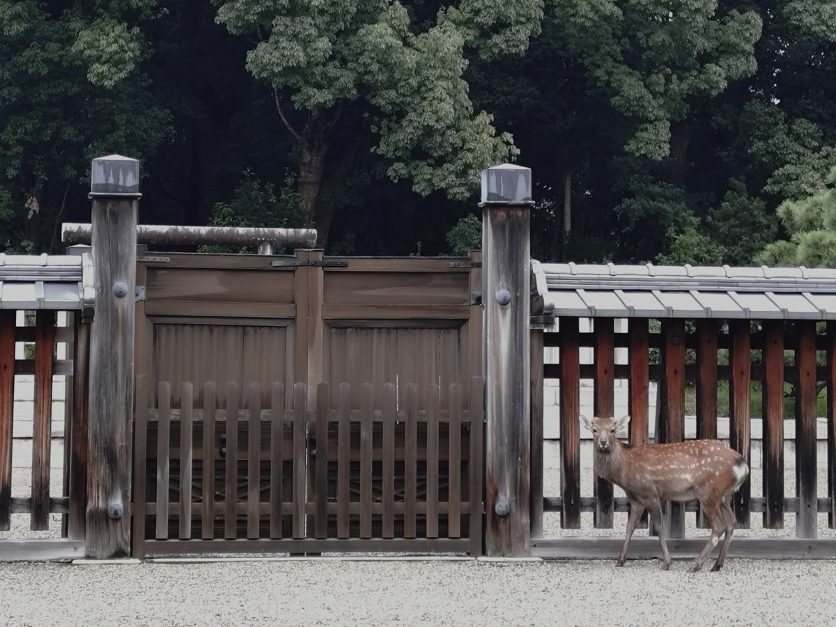 fonia_idocrase's tweet photo. 早朝散歩
帰ってきたな〜と思う🦌
※1枚目のヤツにこの後頭突きをかまされました← https://t.co/ElRlsi4wBY