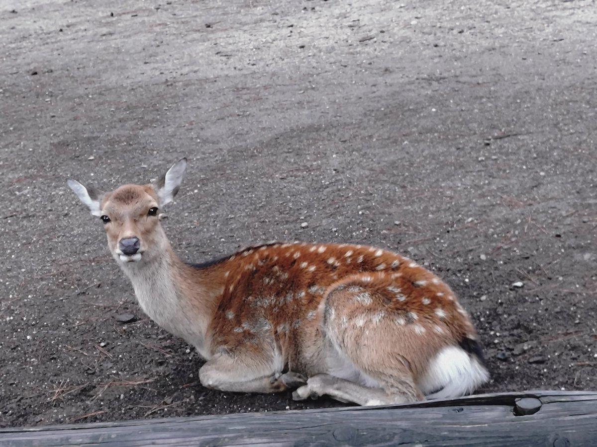 fonia_idocrase's tweet photo. 早朝散歩
帰ってきたな〜と思う🦌
※1枚目のヤツにこの後頭突きをかまされました← https://t.co/ElRlsi4wBY
