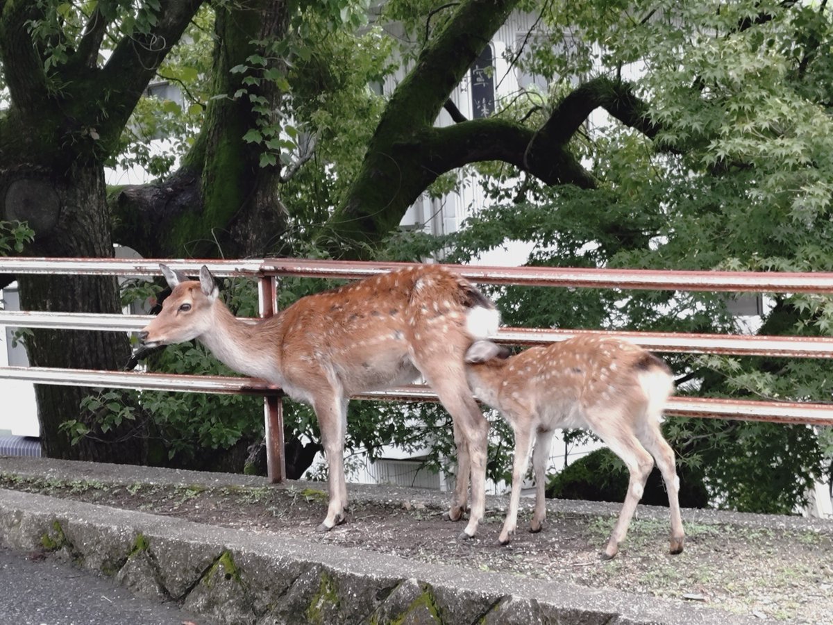 fonia_idocrase's tweet photo. 早朝散歩
帰ってきたな〜と思う🦌
※1枚目のヤツにこの後頭突きをかまされました← https://t.co/ElRlsi4wBY