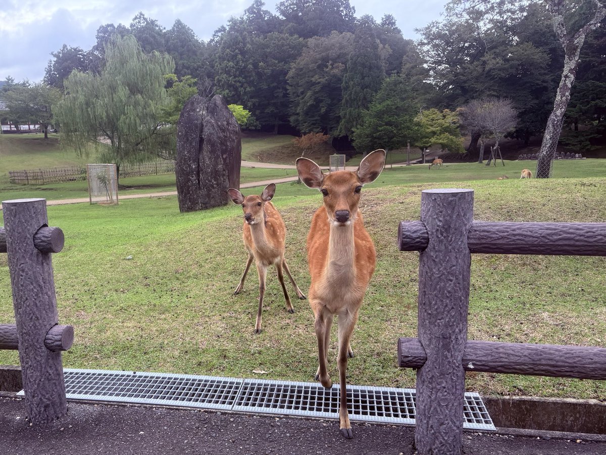 NknsMtyk's tweet photo. 🦌おはようございます🦌☁️👌👍😃
今日は曇り空☁️気温22℃昼から雨降る様です気温も余り上がらず25℃で過ごしやすいですさぁ帰ろ日曜日は人多いから家🏠でゆっくりします
今日も元気でよろしくお願いします🙇‍♂️☁️🦌👍👌💪😃 https://t.co/gck4zVOrIJ