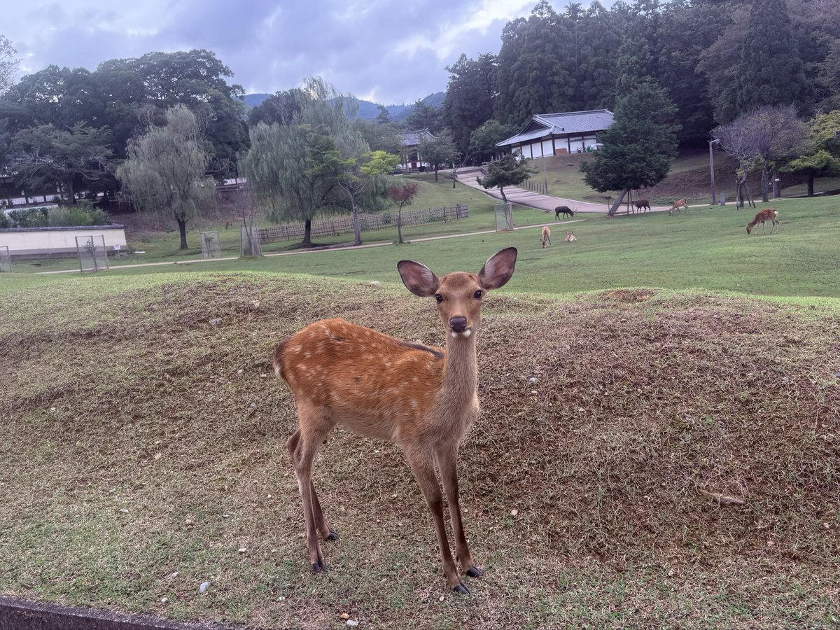 NknsMtyk's tweet photo. 🦌おはようございます🦌☁️👌👍😃
今日は曇り空☁️気温22℃昼から雨降る様です気温も余り上がらず25℃で過ごしやすいですさぁ帰ろ日曜日は人多いから家🏠でゆっくりします
今日も元気でよろしくお願いします🙇‍♂️☁️🦌👍👌💪😃 https://t.co/gck4zVOrIJ