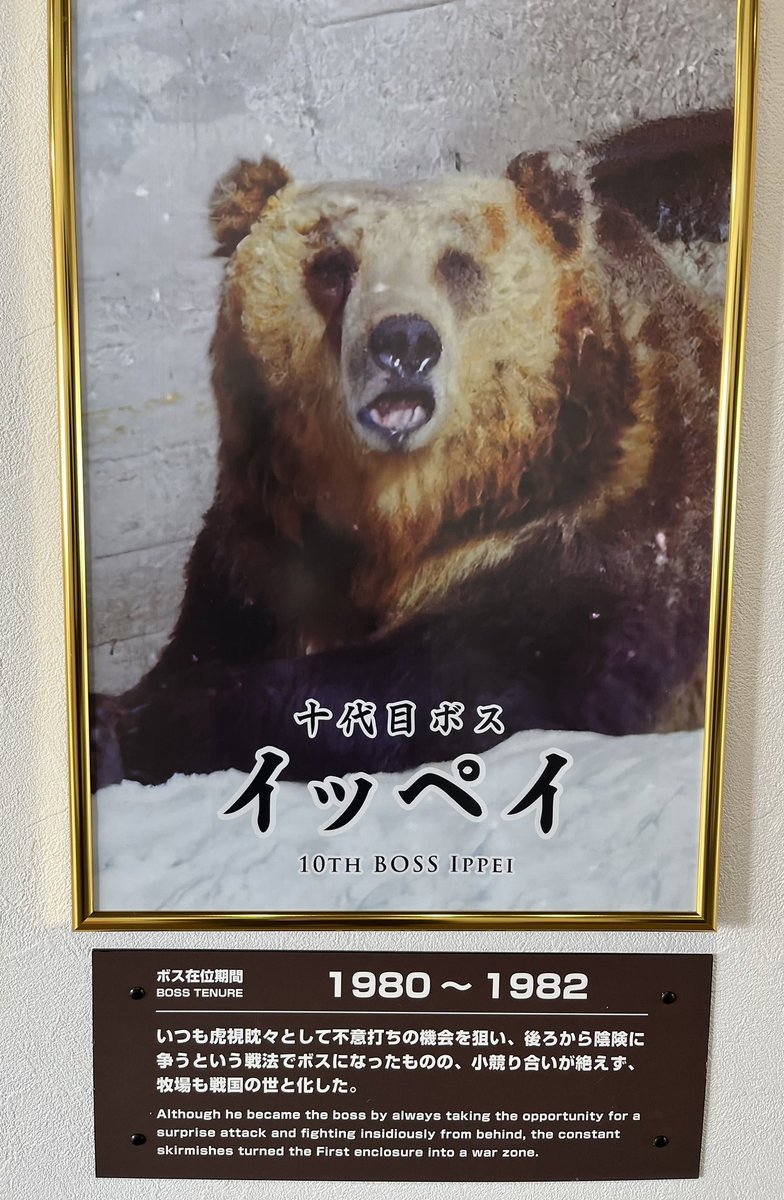 fuuuuuta21's tweet photo. 「のぼりべつクマ牧場」は、歴代ボスの写真が陳列されており、人望•権力闘争•リーダーシップにも示唆を与えてくれる内容になっている。

姑息な手を使って得た権力は長続きしないが、優しすぎてもダメらしい。 https://t.co/mWCry7BdK3