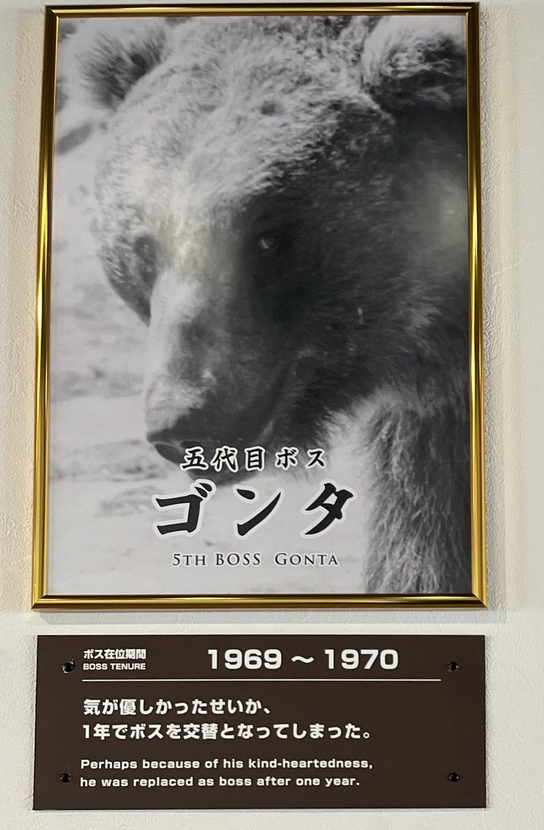 fuuuuuta21's tweet photo. 「のぼりべつクマ牧場」は、歴代ボスの写真が陳列されており、人望•権力闘争•リーダーシップにも示唆を与えてくれる内容になっている。

姑息な手を使って得た権力は長続きしないが、優しすぎてもダメらしい。 https://t.co/mWCry7BdK3