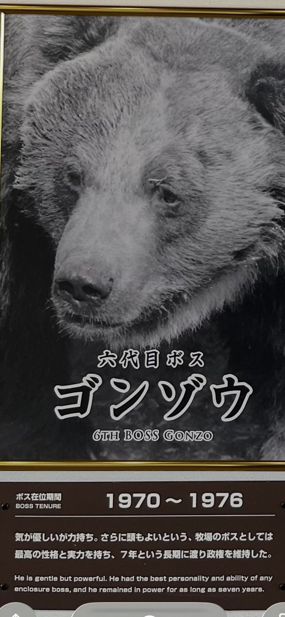 fuuuuuta21's tweet photo. 「のぼりべつクマ牧場」は、歴代ボスの写真が陳列されており、人望•権力闘争•リーダーシップにも示唆を与えてくれる内容になっている。

姑息な手を使って得た権力は長続きしないが、優しすぎてもダメらしい。 https://t.co/mWCry7BdK3