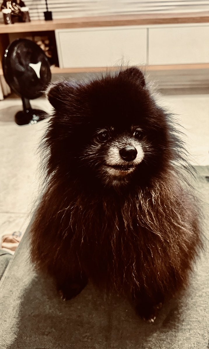 gabyfaava's tweet photo. Os bebês da minha vida 😍 https://t.co/kdOe37KQBB