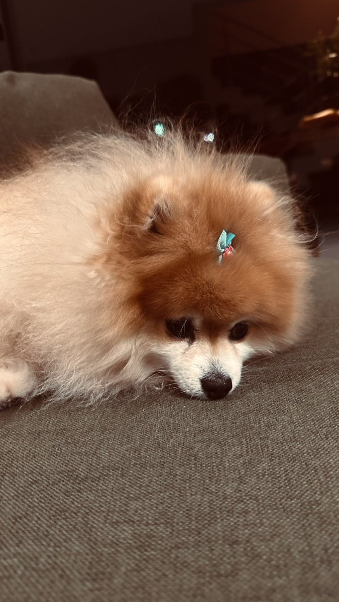 gabyfaava's tweet photo. Os bebês da minha vida 😍 https://t.co/kdOe37KQBB