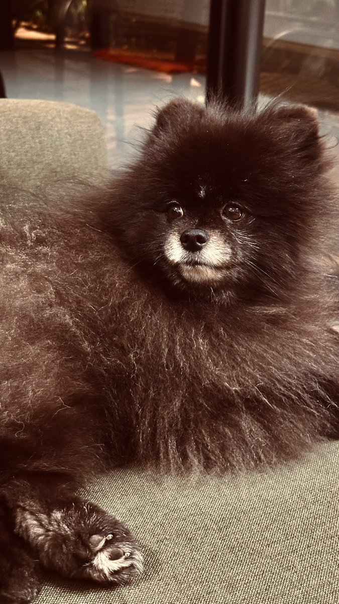 gabyfaava's tweet photo. Os bebês da minha vida 😍 https://t.co/kdOe37KQBB