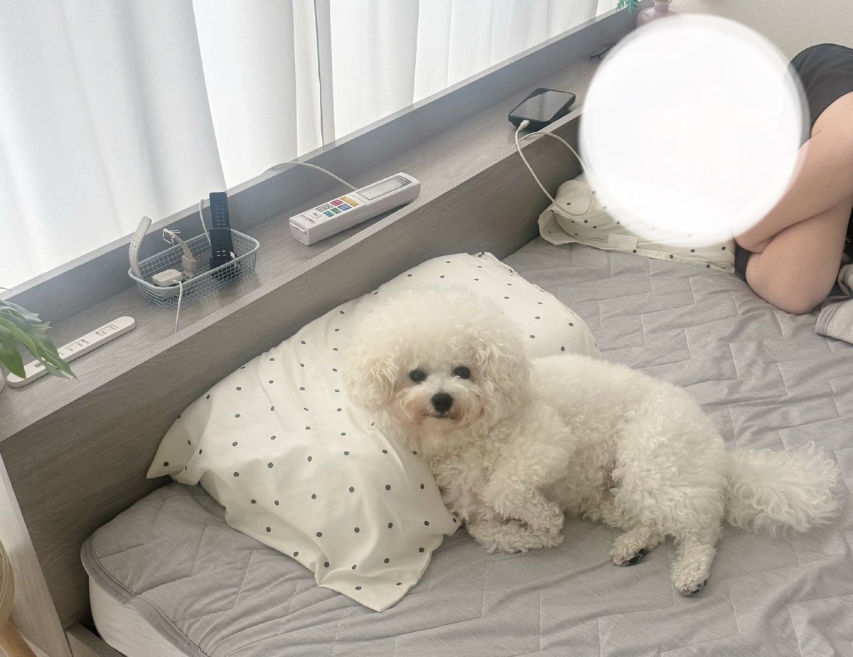 29ne____'s tweet photo. 朝、トイレから戻ったら犬に枕ポジションをゲットされていた人間の視点 https://t.co/MFxv08erhf