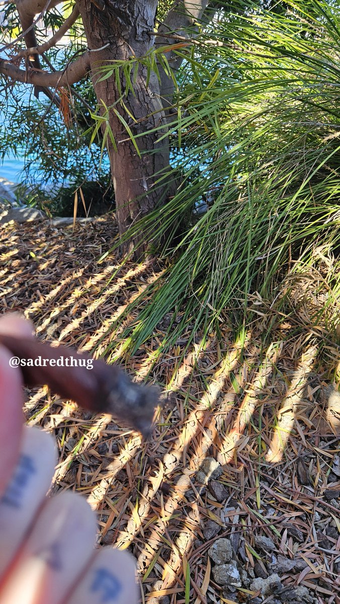 sadredthug's tweet photo. Rolled my first blunt for the first time, so proud of myself it came out perfect 😍

Good shit too, hella high, high respect on my plugs🙏🏽💕
#weedtwt #drugtwt https://t.co/jTRBHTc63R