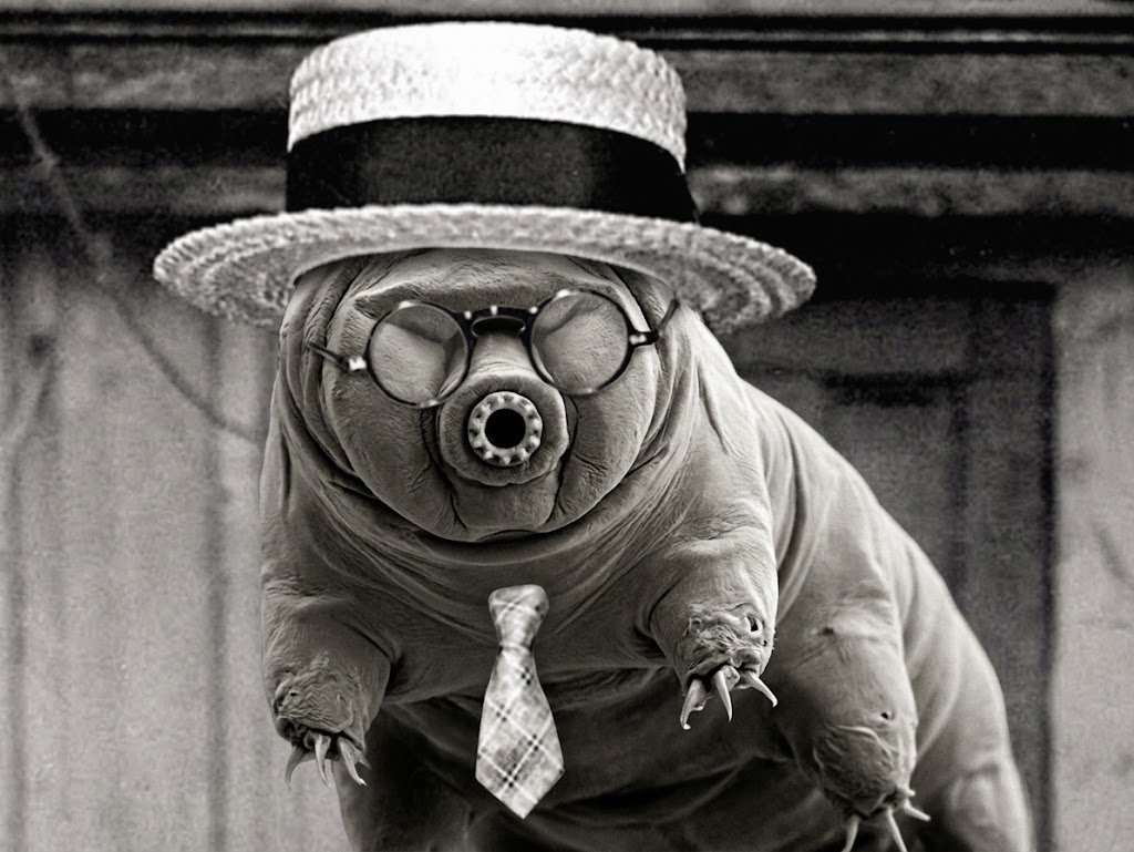 TardigradeOre's tweet photo. #OreTARDio https://t.co/mAIeprQ7iu