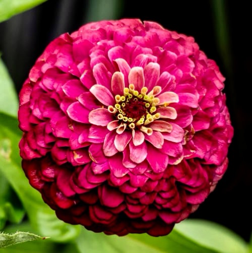 ArlenDublevzv2's tweet photo. Common zinnia in Central Park. https://t.co/Zw3HORVGQJ