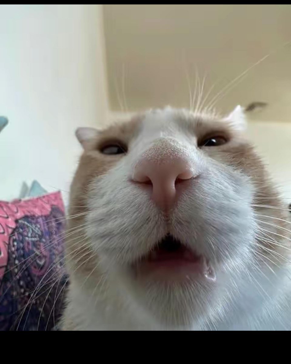 PunchingCat's tweet photo. https://t.co/GBGej5ARwV