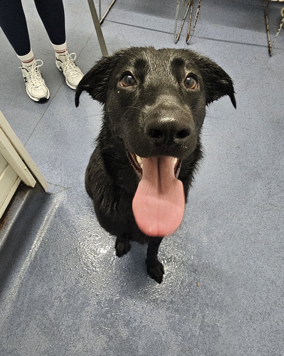 CandidaIarid's tweet photo. Ness has just started hydrotherapy with us. Recovering from elbow surgery, she’s working on building muscle and improving her range of motion. She’s just turned one and is full of energy. https://t.co/cgtRfAmiVI