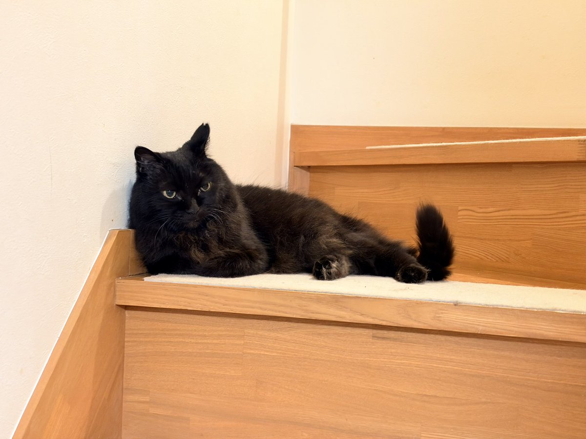 ClubCats4's tweet photo. おはようございます。
ベベさま。
オッポの先がピーンとなってるのが
機嫌がいいと申しております。☺️

今日もご安全にお過ごしくださいませ。

#猫　#ネコ　#ねこ　#cat https://t.co/SuuRsSDxST