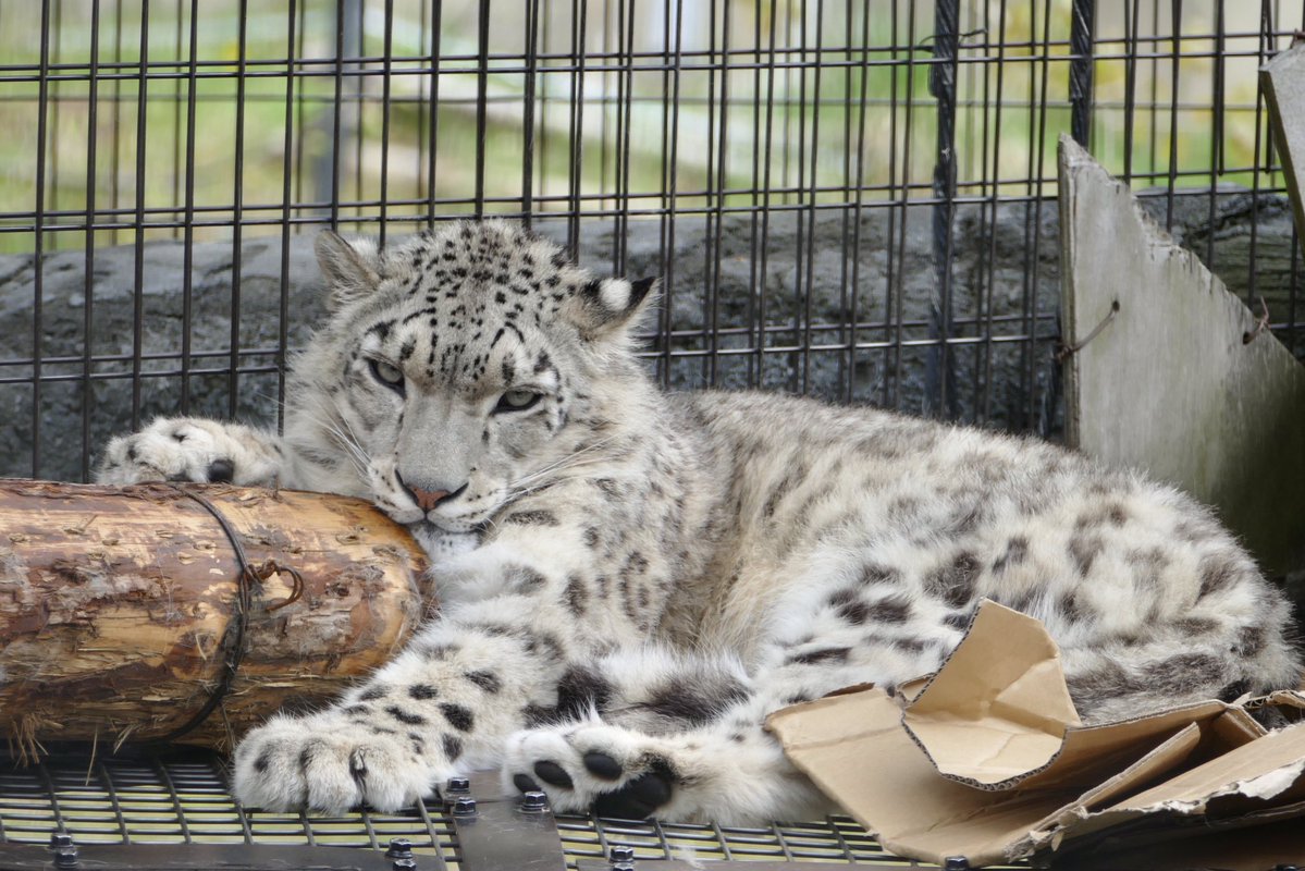 lycaon_remuru's tweet photo. 何故か幼く見えるユーリ❄️
#ユキヒョウ #旭山動物園 https://t.co/KIGX9qwbDo