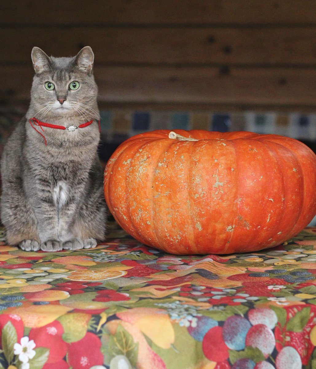 CourtneyFi1a80's tweet photo. Happy National Pumpkin Day! Happy International Pumpkin Day! https://t.co/Q72GXbpfZa