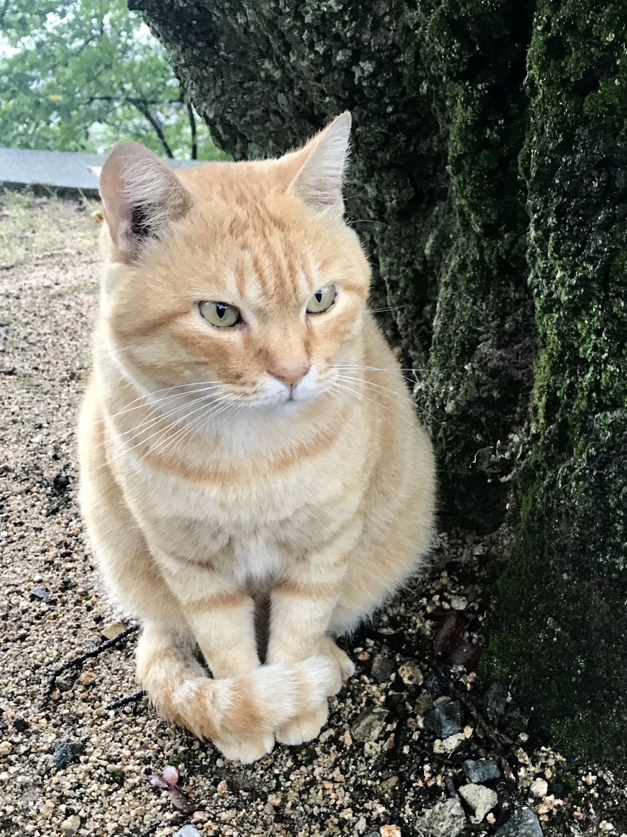 bijutsu1's tweet photo. 時をかける猫ねこ182"Cats Who Leapt Through Time" (20170926,28) 

『Ken🐈‍⬛🐈Go』ほぼ 9年前🎨朝にゴッちゃん、夕にケンちゃんが、パトロールしてましたニャ。#尾道市立美術館 #尾道 #猫 https://t.co/DGYJaCE6Uf