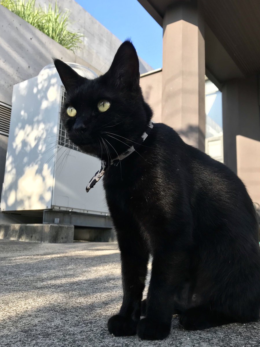 bijutsu1's tweet photo. 時をかける猫ねこ182"Cats Who Leapt Through Time" (20170926,28) 

『Ken🐈‍⬛🐈Go』ほぼ 9年前🎨朝にゴッちゃん、夕にケンちゃんが、パトロールしてましたニャ。#尾道市立美術館 #尾道 #猫 https://t.co/DGYJaCE6Uf