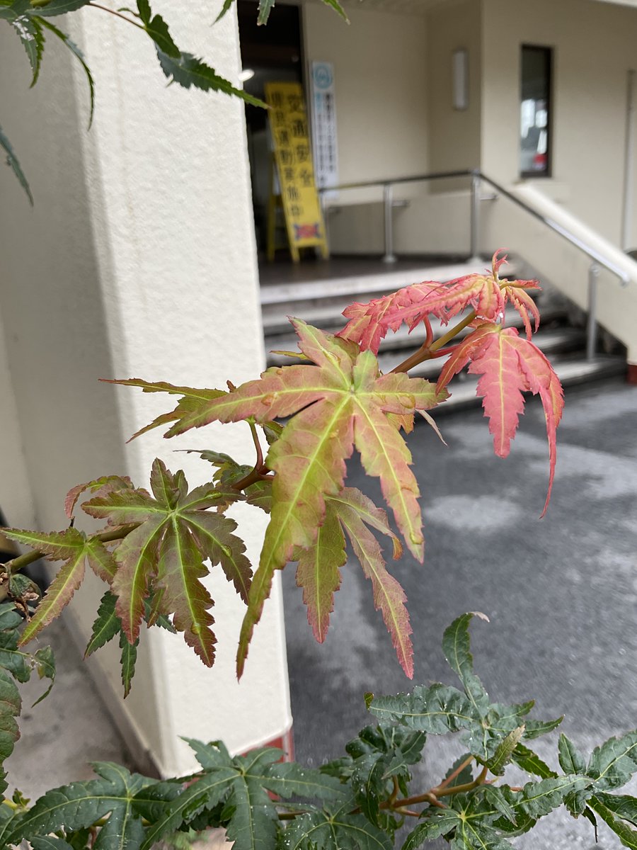 NaraMotorSchool's tweet photo. おはようございます😃
秋🍂の紅葉🍁
朝も少しずつ涼しく
なってきましたね( ´ ▽ ` )
秋の気配を感じます！

今日の空席状況は
各時間キャンセル待ちです。
ご希望の方は、
3番カウンターまで
お越しください。
#秋の気配
#紅葉
#キャンセル待ち
#奈良自動車学校
#ならじ https://t.co/JQNlofHLO5