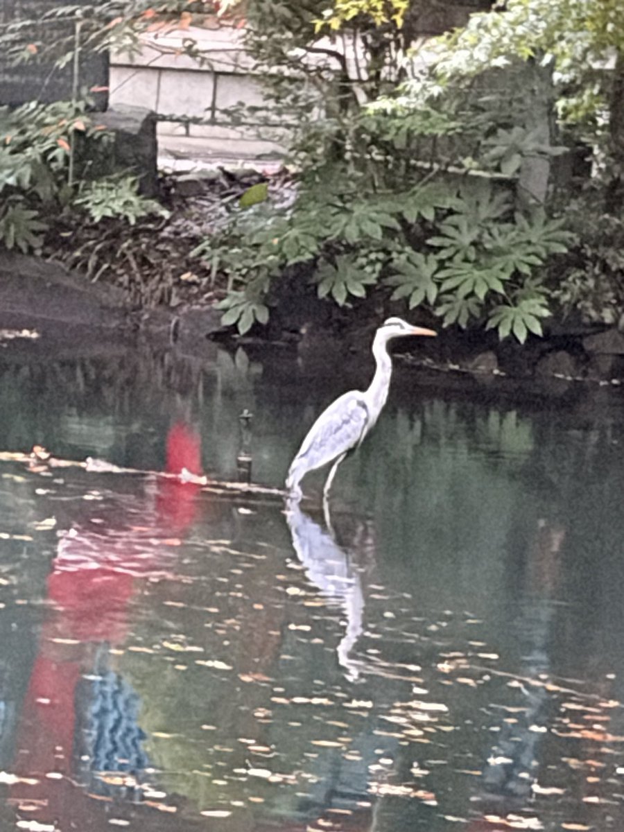cooper62316's tweet photo. 朝のお散歩🐾今日は鳥がいっぱい来てたよ🦆🦤これは白さぎ↓ https://t.co/sfB2kthl1P